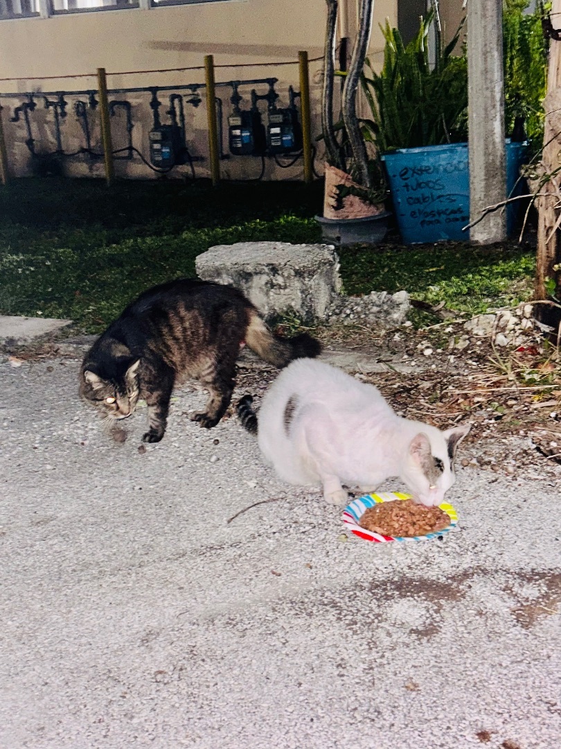 Casper and Jasper , a Adoptable mixed breed in Palm City, FL image 3/12
