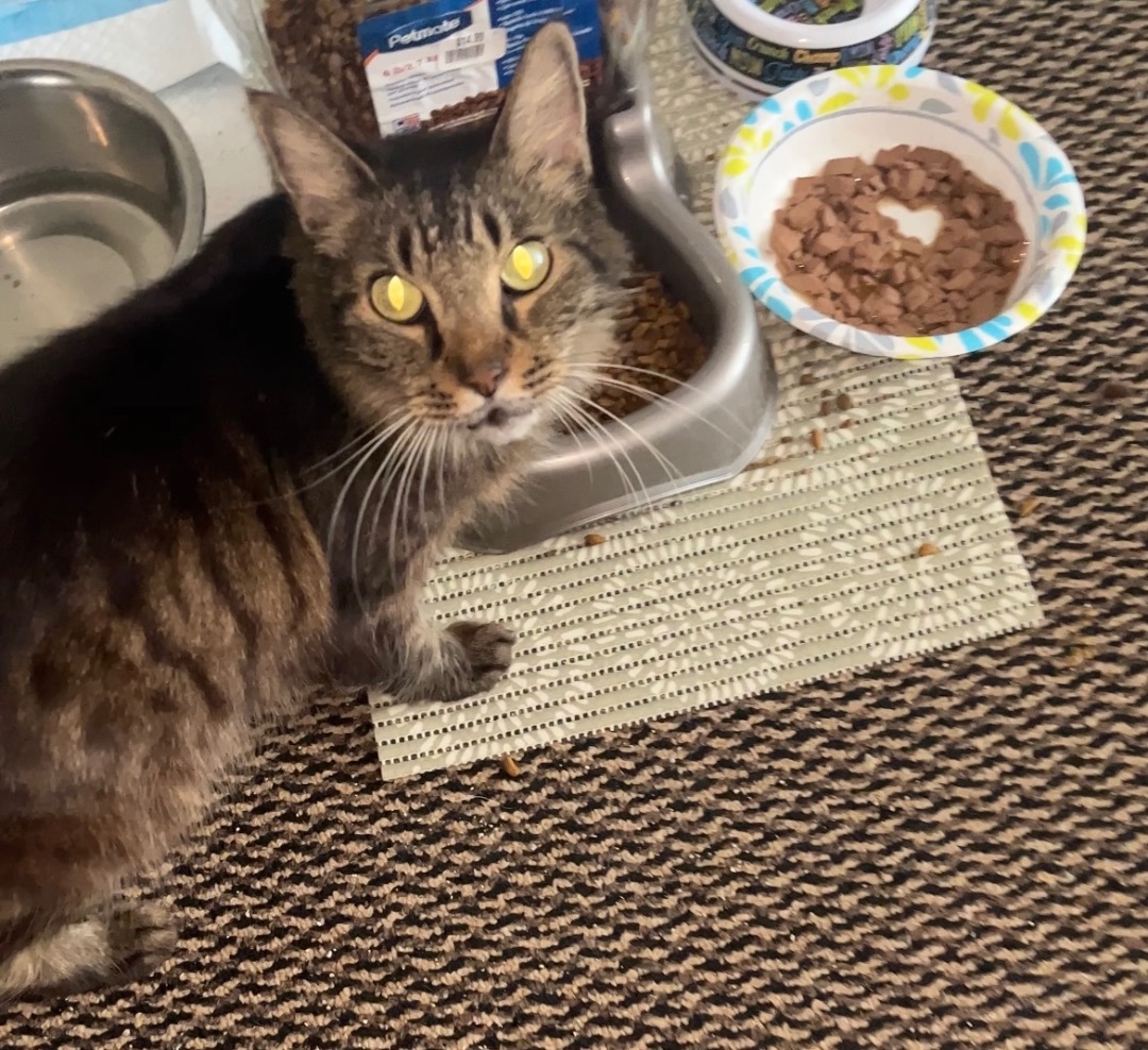 Casper and Jasper , a Adoptable mixed breed in Palm City, FL image 4/12
