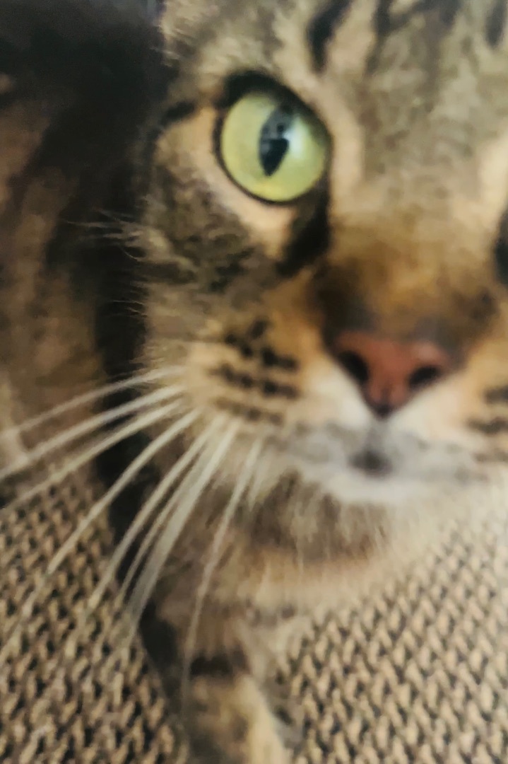 Casper and Jasper , a Adoptable mixed breed in Palm City, FL image 5/12