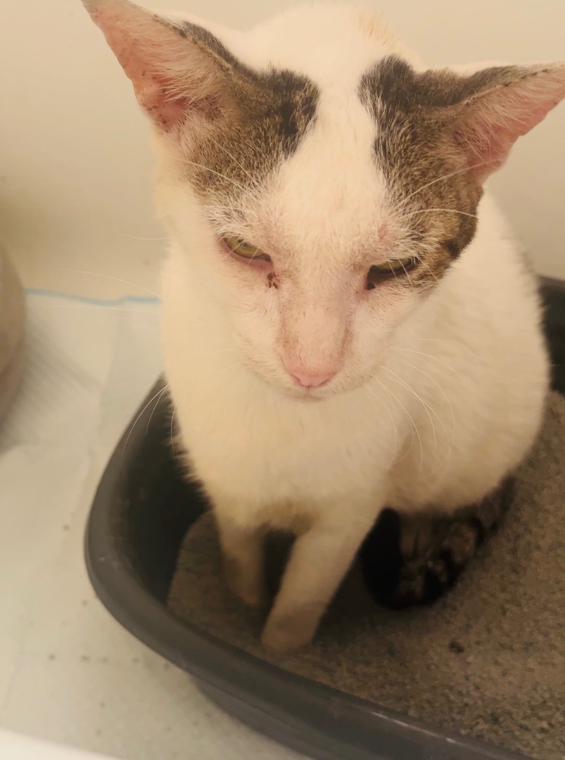 Casper and Jasper , a Adoptable mixed breed in Palm City, FL image 6/12