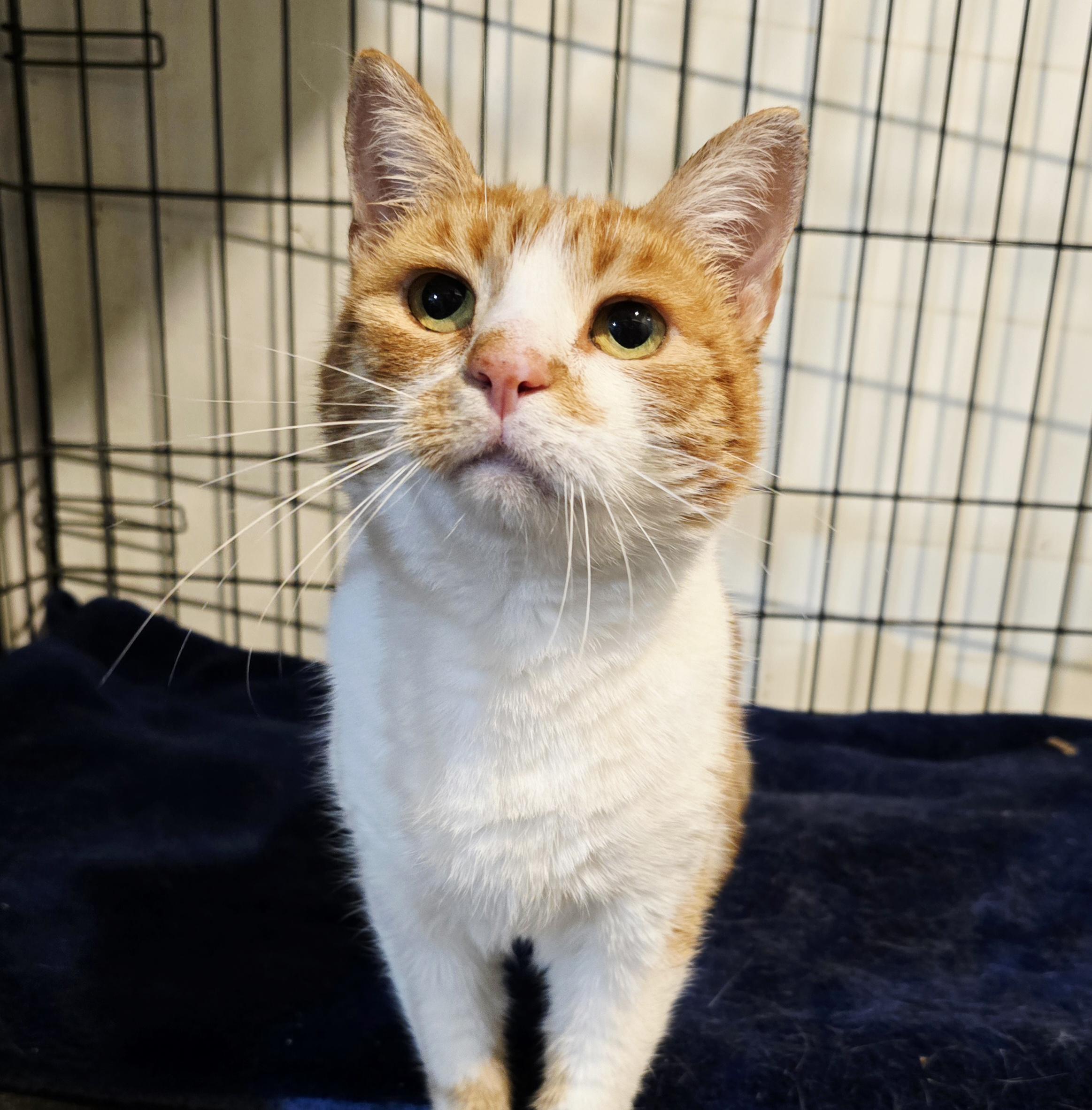 Robin, a Adoptable Domestic Short Hair in Nottingham, MD image 2/5