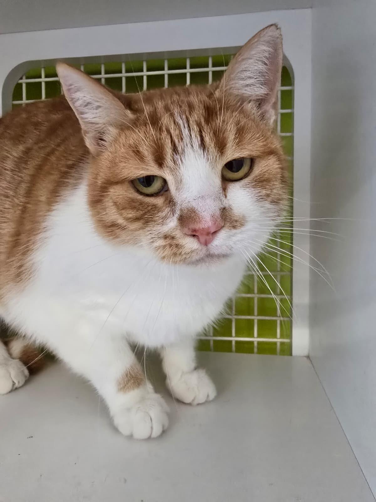 Robin, Adoptable, Adult Female Domestic Short Hair.