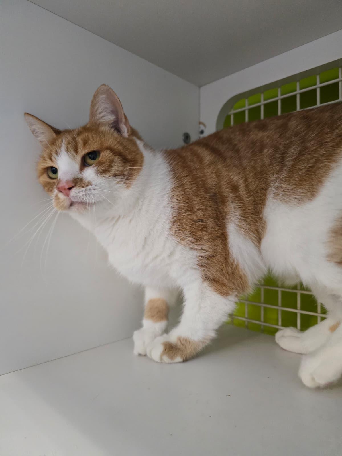 Robin, a Adoptable Domestic Short Hair in Nottingham, MD image 3/5