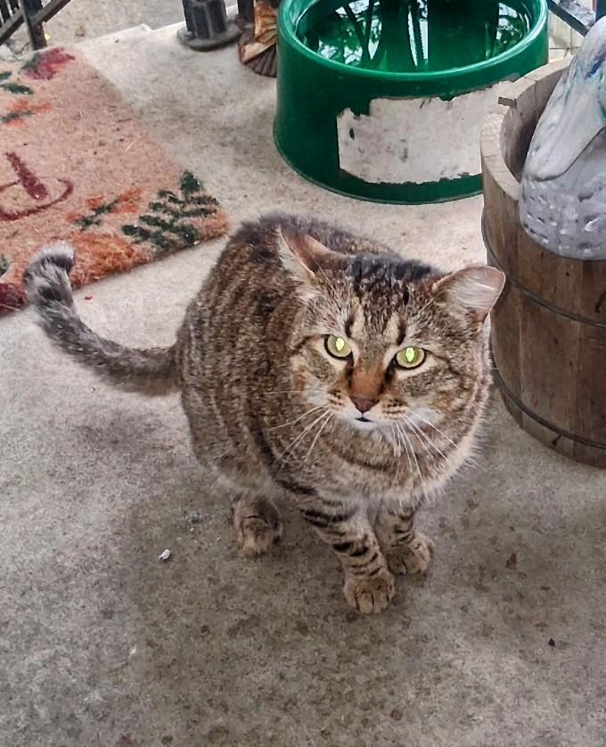 Munchkin photo 2