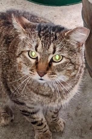 Enlarge Munchkin, a Adoptable mixed breed in Blacksburg, VA image 1/3