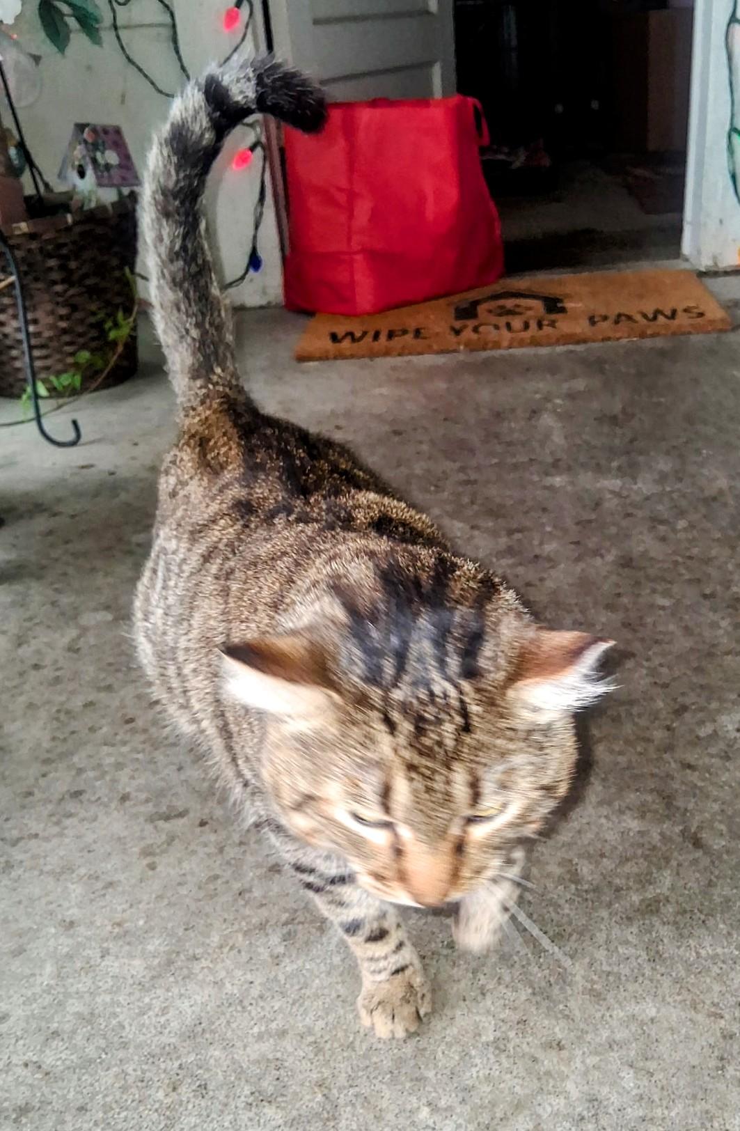 Enlarge Munchkin, a Adoptable mixed breed in Blacksburg, VA image 3/3