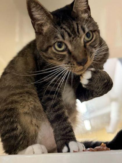 Enlarge GEORGE, an adoptable mixed breed in Fernandina Beach, FL image 3/4