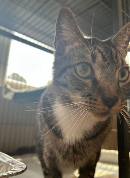 Enlarge GEORGE, an adoptable mixed breed in Fernandina Beach, FL image 2/4