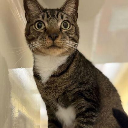 GEORGE, adoptable, Adult Male Domestic Short Hair.