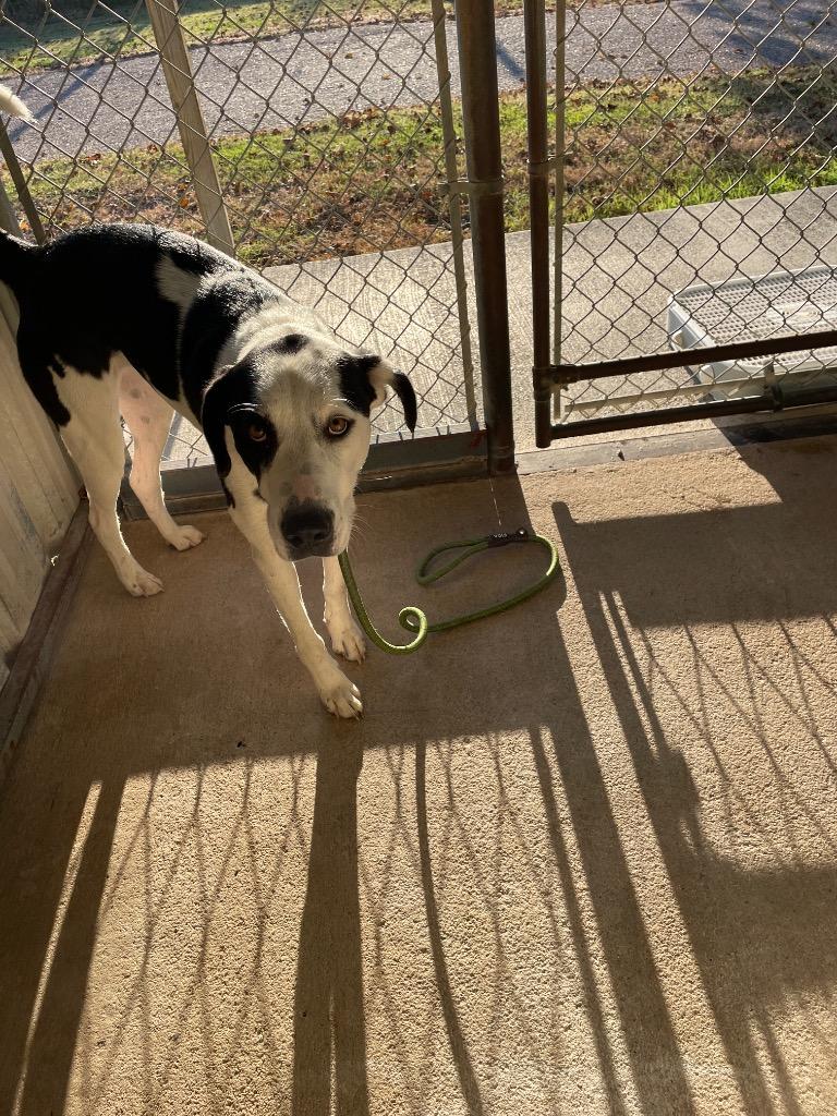 Enlarge Indica, a Adoptable Great Dane in Ada, OK image 1/2