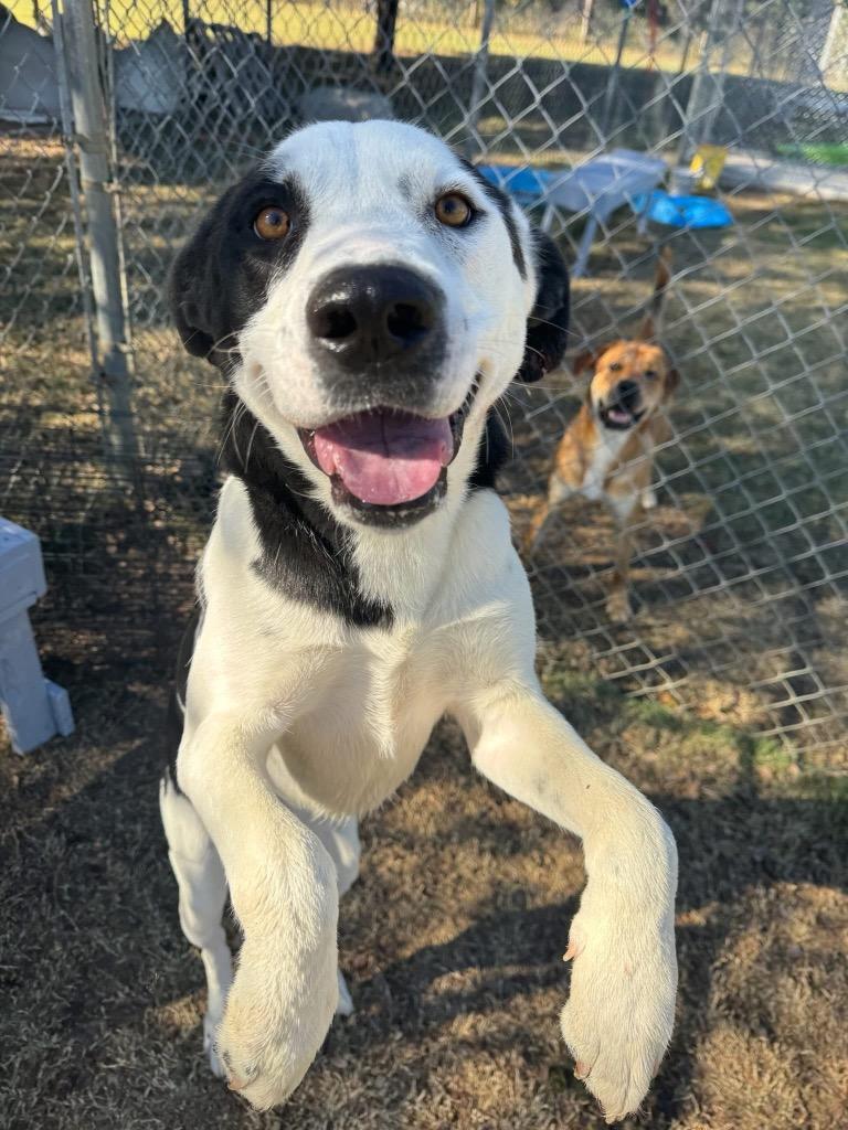 Enlarge Indica, a Adoptable Great Dane in Ada, OK image 2/2