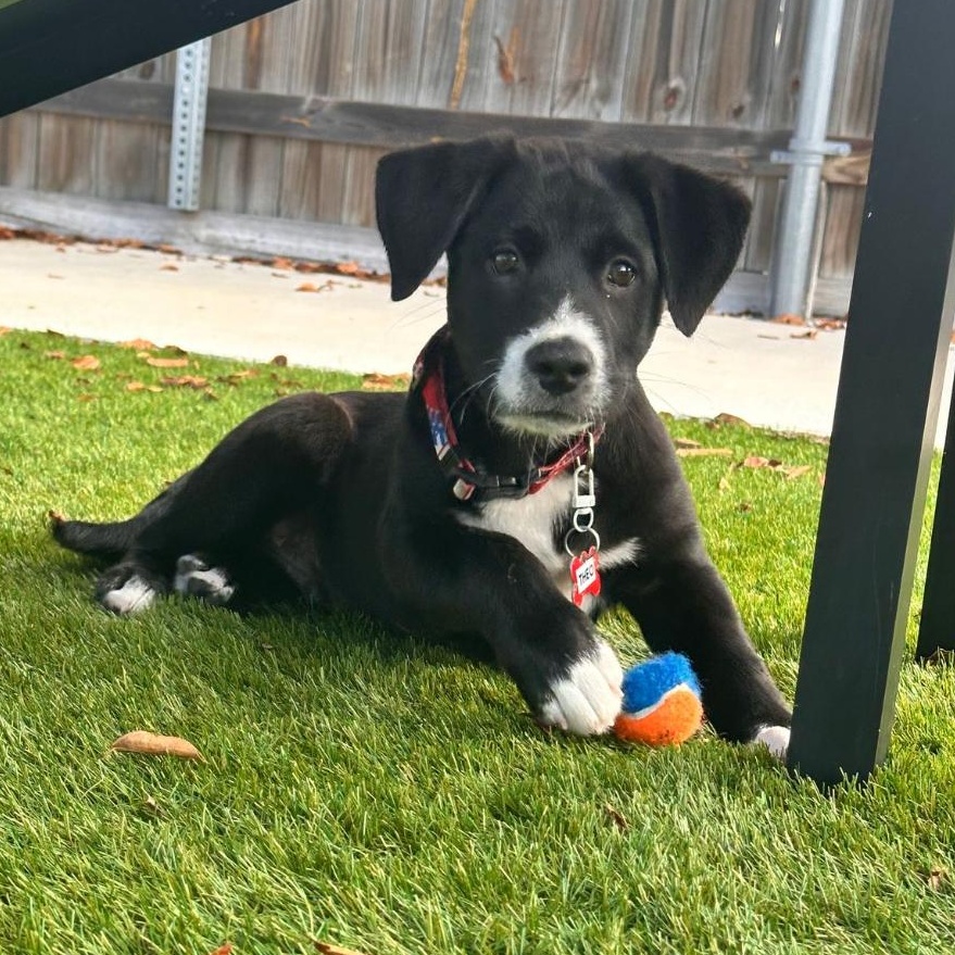 Theo, ADOPTABLE, Puppy Male Mixed Breed.