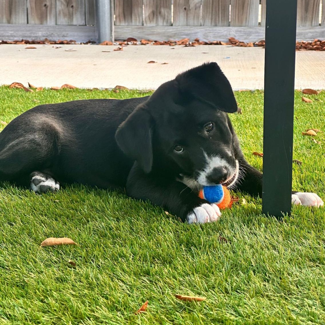 Enlarge Theo, a ADOPTABLE Mixed Breed in Key Largo, FL image 4/4