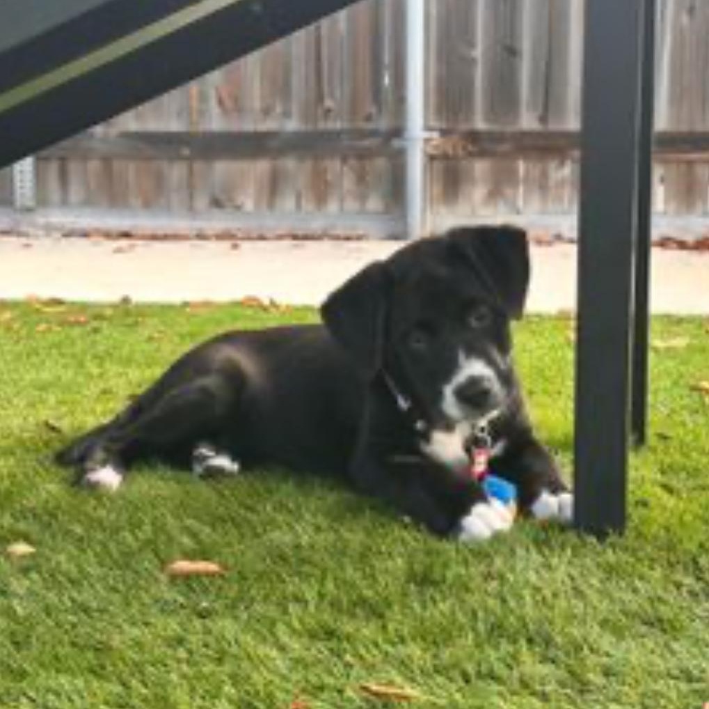 Enlarge Theo, a ADOPTABLE Mixed Breed in Key Largo, FL image 2/4