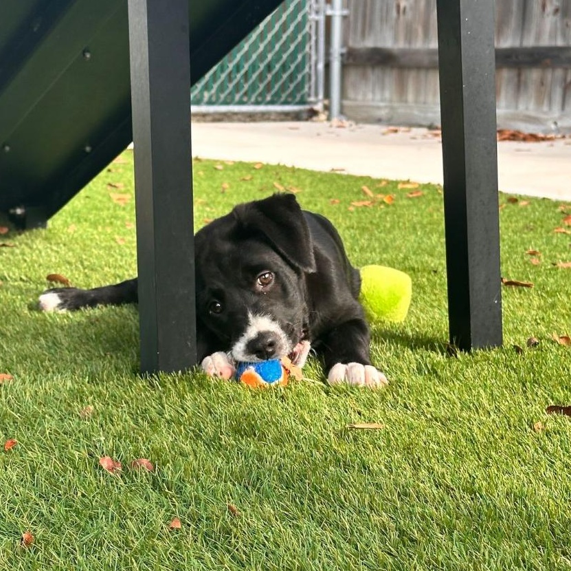 Enlarge Theo, a ADOPTABLE Mixed Breed in Key Largo, FL image 3/4