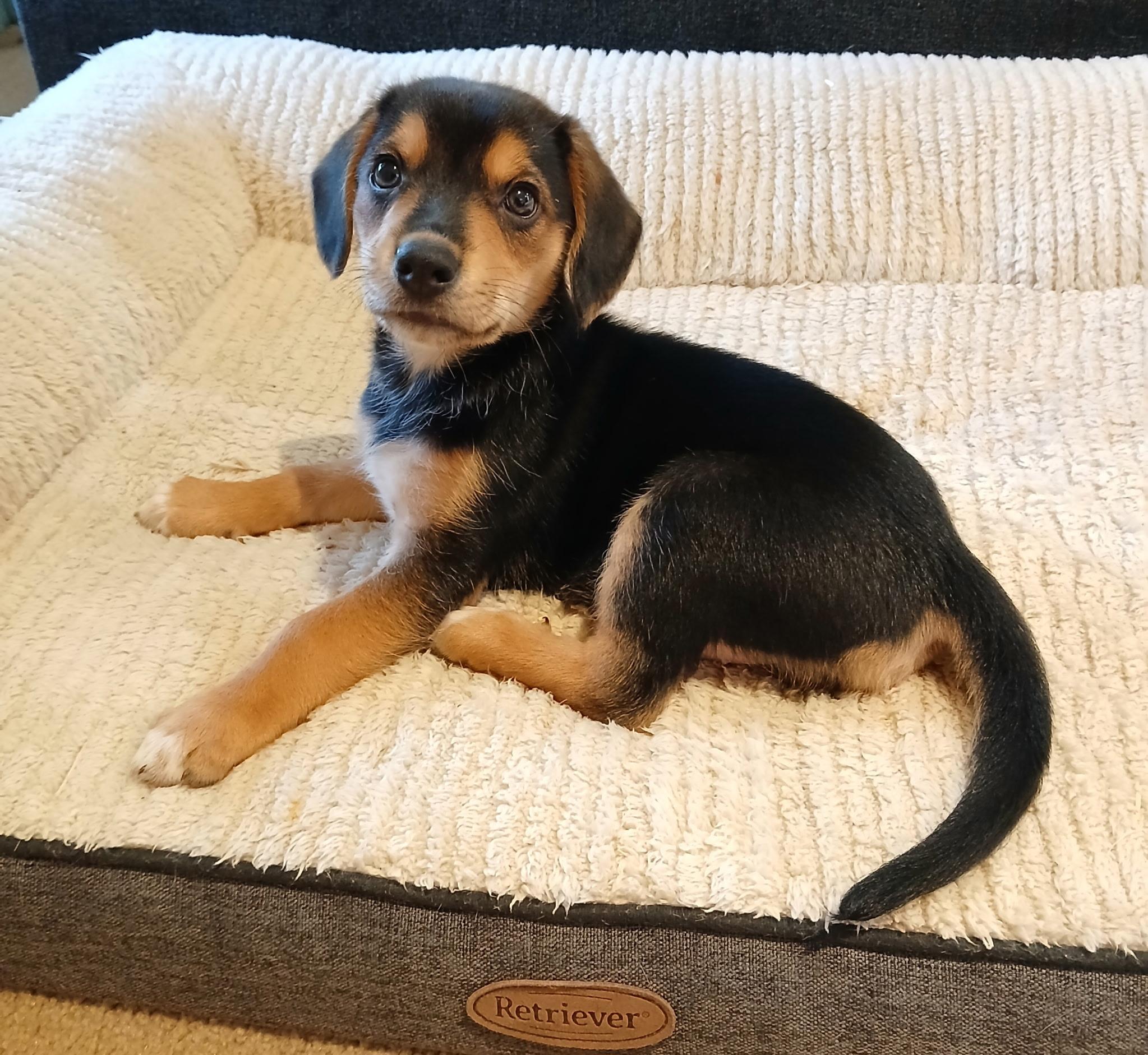 Dottie, ADOPTABLE, Puppy Female Shepherd.