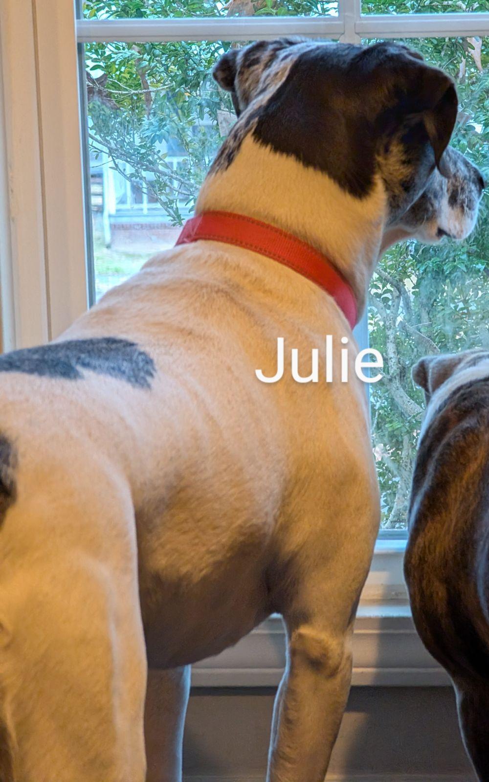 Enlarge Julie, a Adoptable mixed breed in Pembroke, MA image 4/5