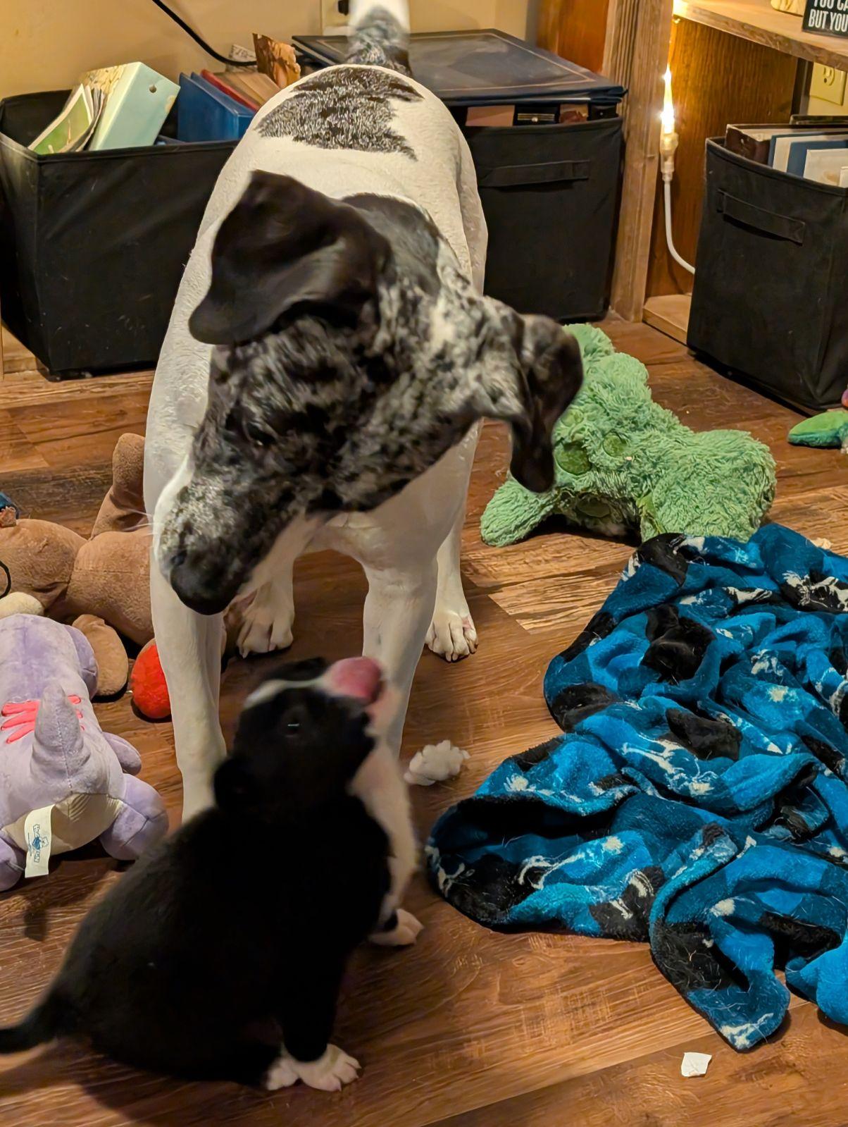 Enlarge Julie, a Adoptable mixed breed in Pembroke, MA image 3/5