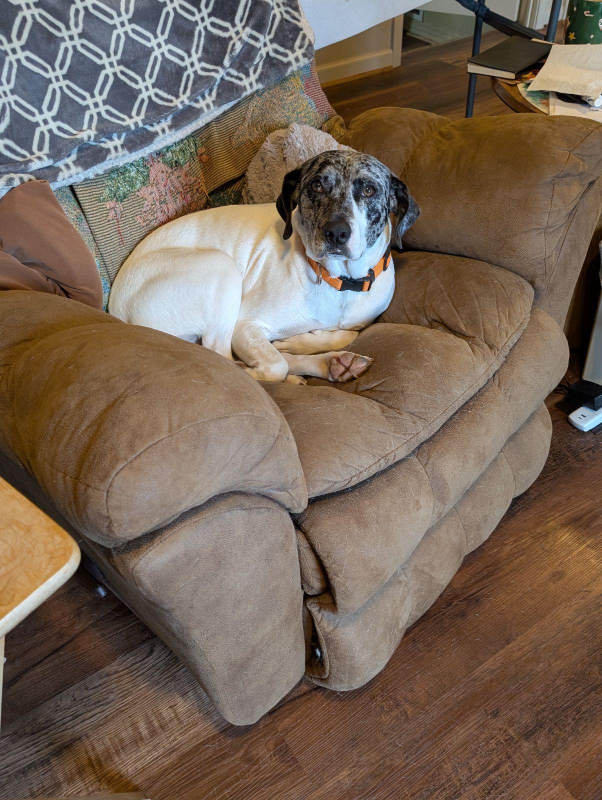 Enlarge Julie, a Adoptable mixed breed in Pembroke, MA image 2/5