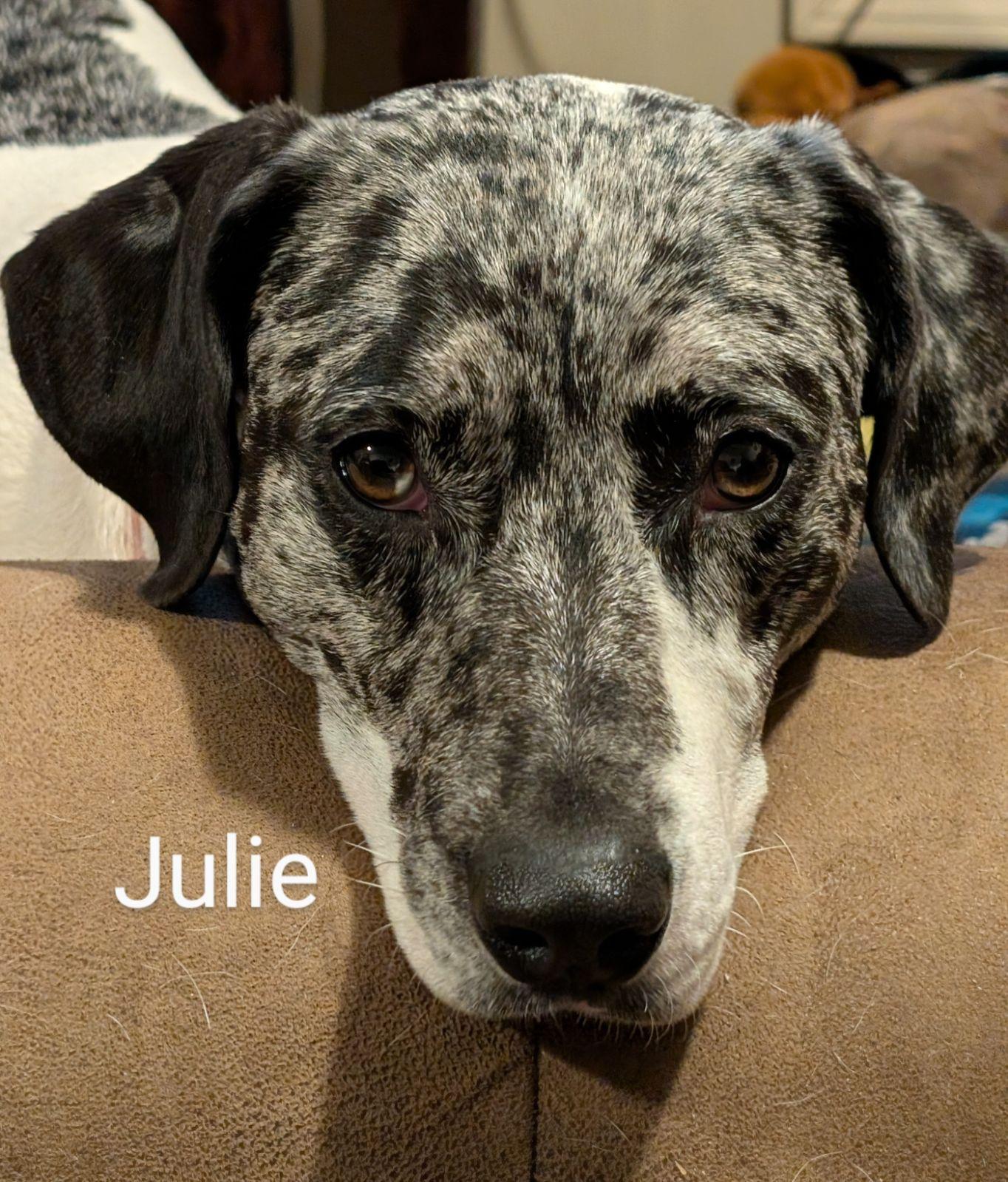 Enlarge Julie, a Adoptable mixed breed in Pembroke, MA image 1/5