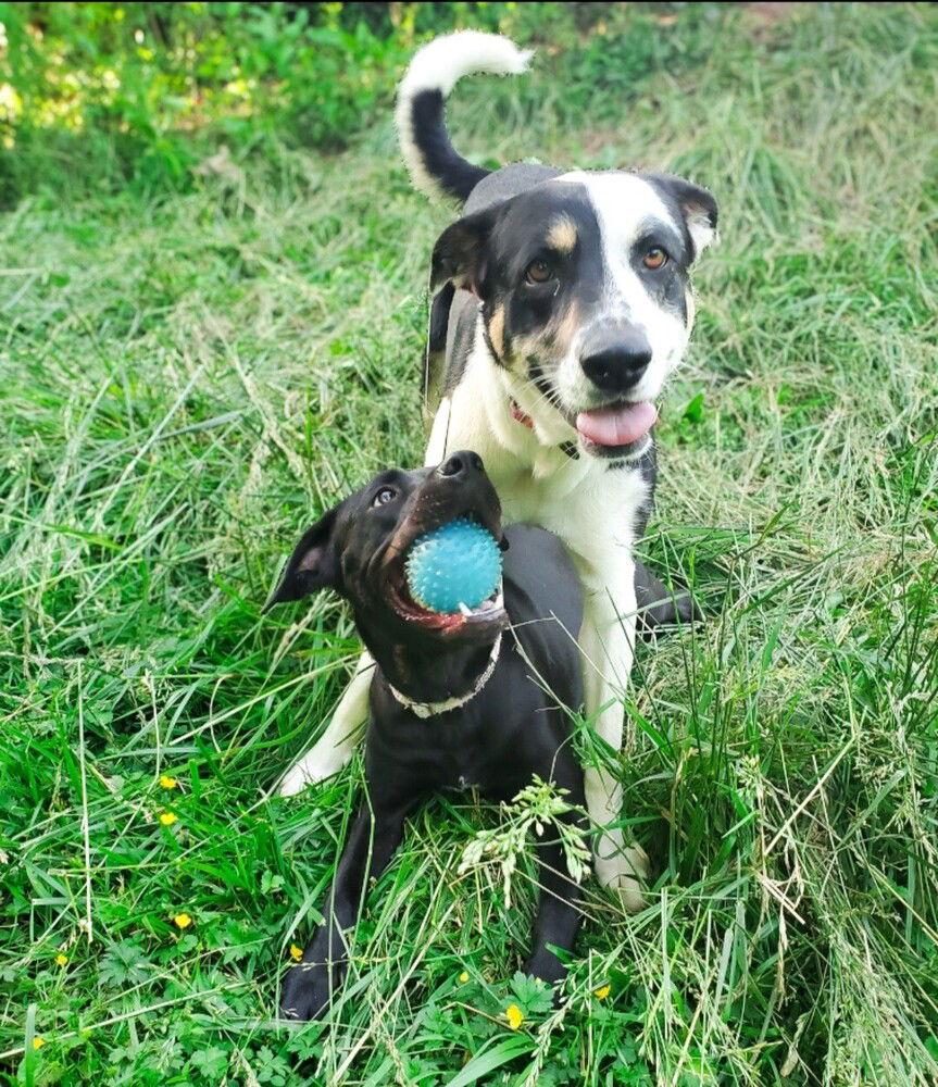 Enlarge Tula, a Adoptable mixed breed in Candler, NC image 1/3