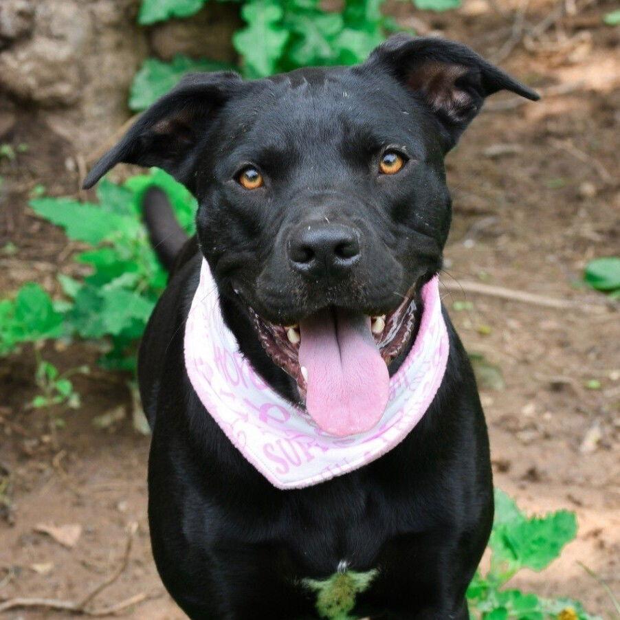 Enlarge Tula, a Adoptable mixed breed in Candler, NC image 2/3