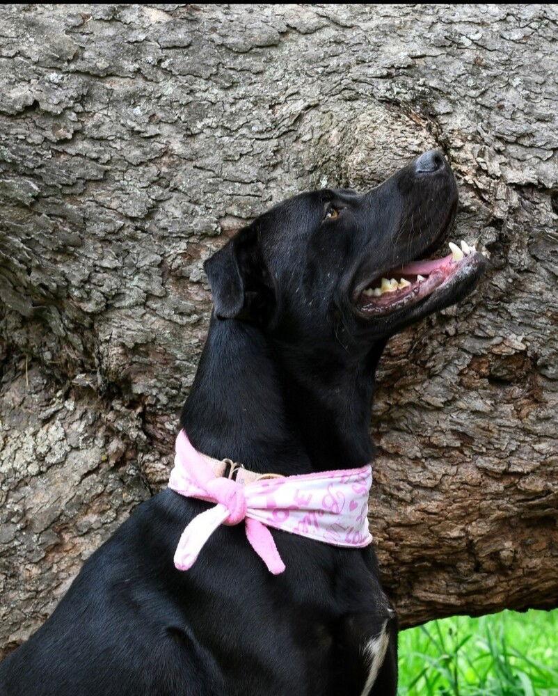 Enlarge Tula, a Adoptable mixed breed in Candler, NC image 3/3