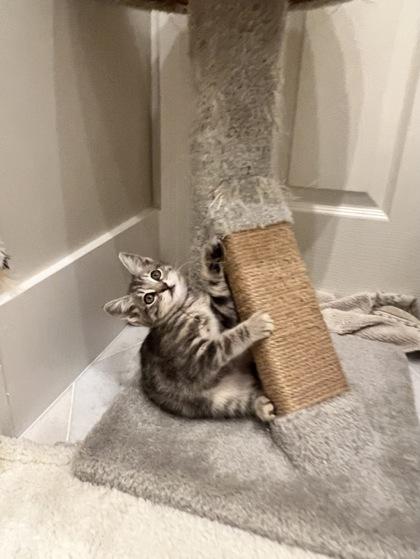 Daisy, Adoptable, Kitten Female Domestic Medium Hair & Domestic Short Hair.