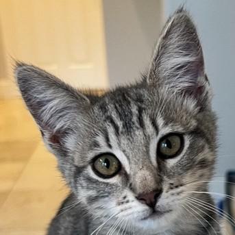 Enlarge Daisy, a Adoptable mixed breed in Pleasanton, CA image 2/3