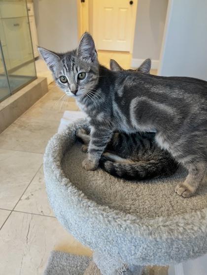 Enlarge Daisy, a Adoptable mixed breed in Pleasanton, CA image 3/3