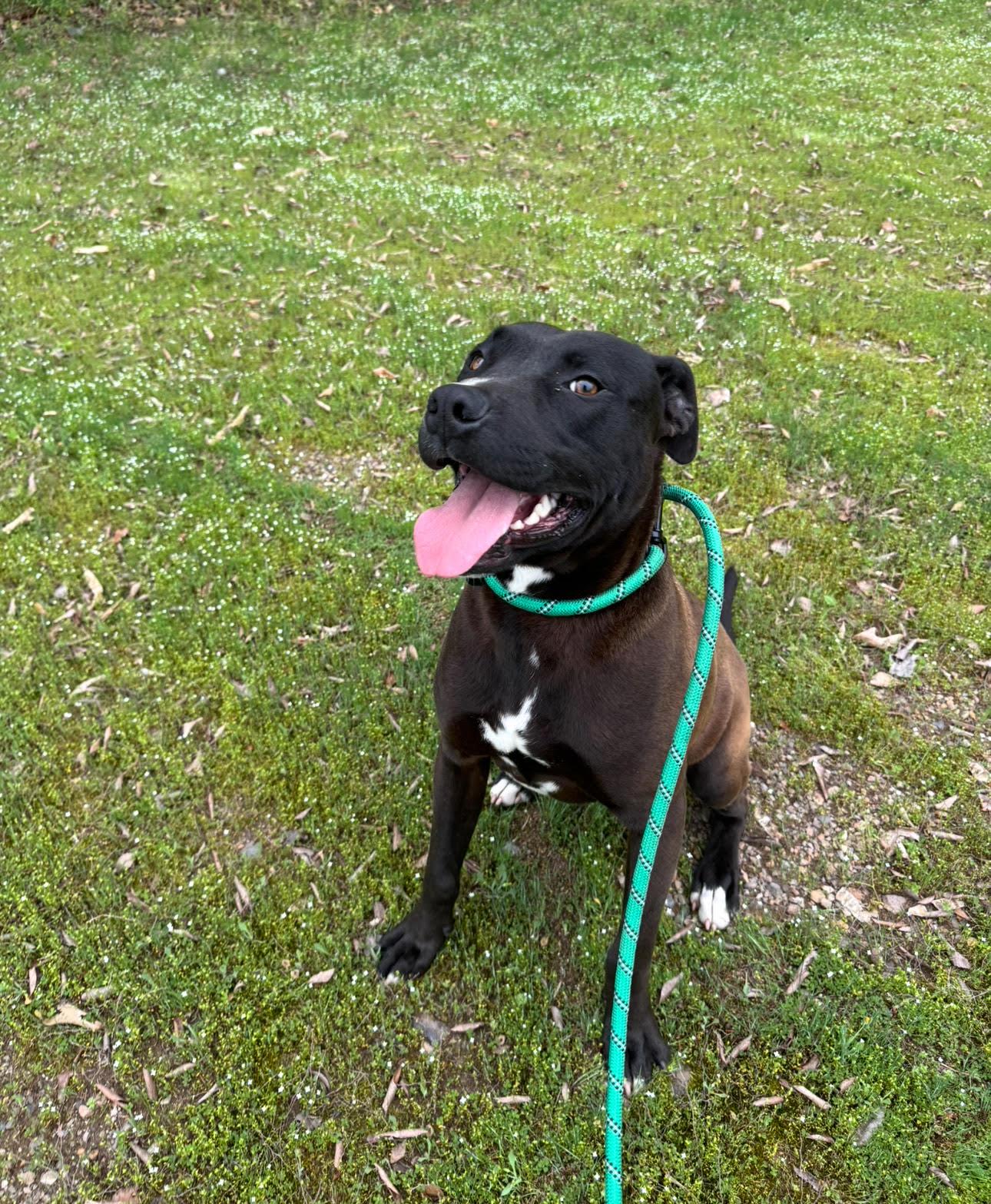 Enlarge Bang, a Adoptable mixed breed in Glenwood, AR image 1/1
