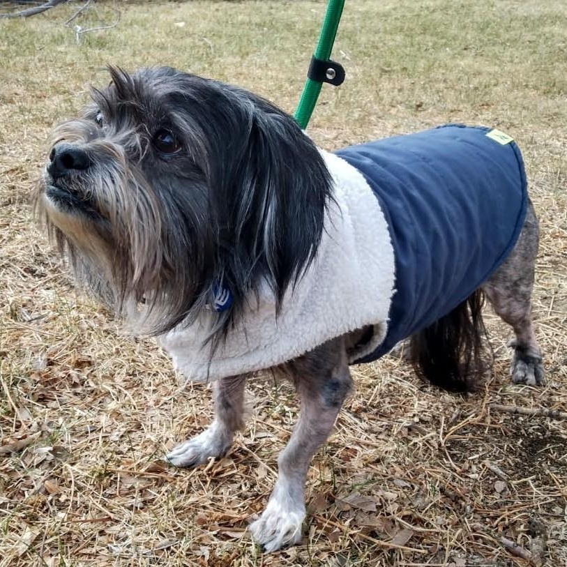 Enlarge RICHI (aka RIGGS), a Adoptable mixed breed in Loveland, CO image 3/6