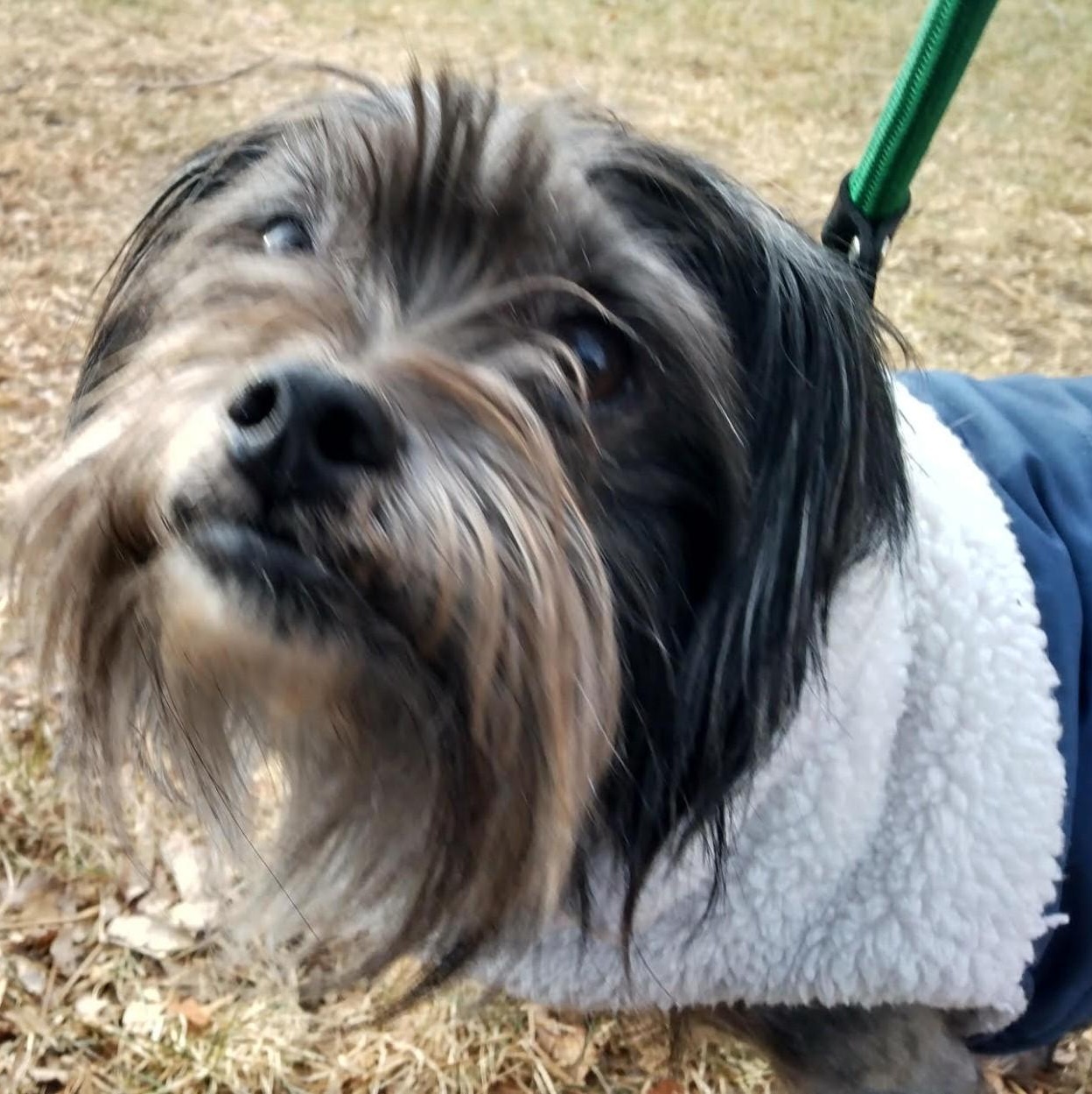 Enlarge RICHI (aka RIGGS), a Adoptable mixed breed in Loveland, CO image 6/6