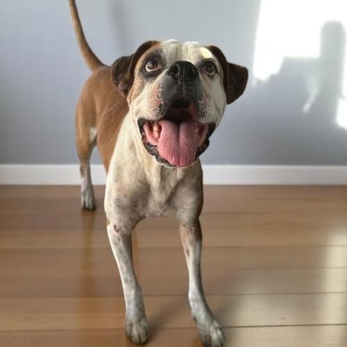 Bolt, Adult Male Boxer