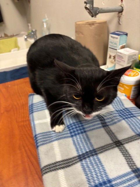 Antigua, Adoptable, Young Female Tuxedo & Domestic Short Hair.