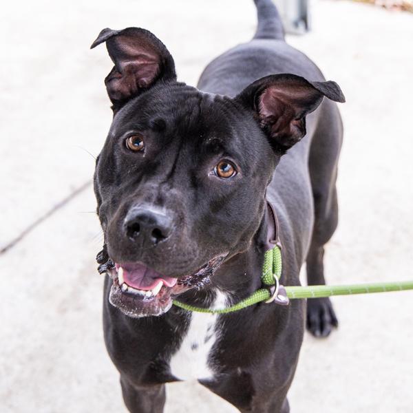 Enlarge Dumble-Dug, a Adoptable mixed breed in Des Moines, IA image 1/6