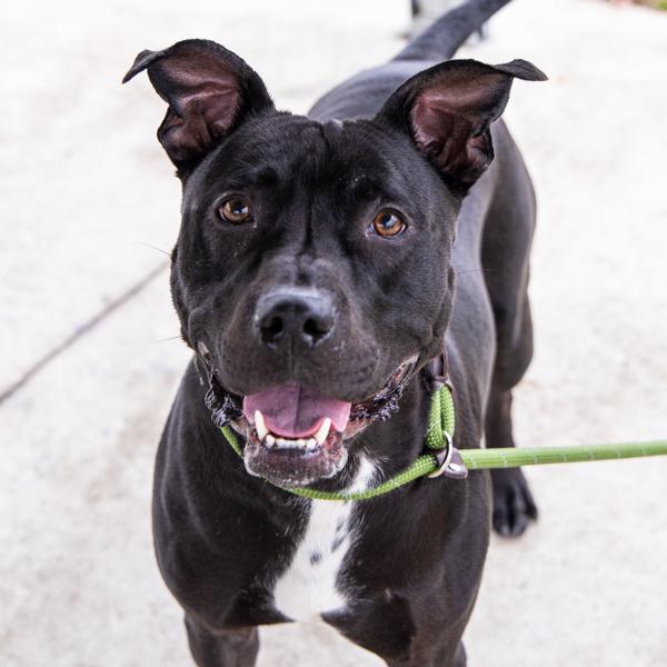 Enlarge Dumble-Dug, a Adoptable mixed breed in Des Moines, IA image 2/6