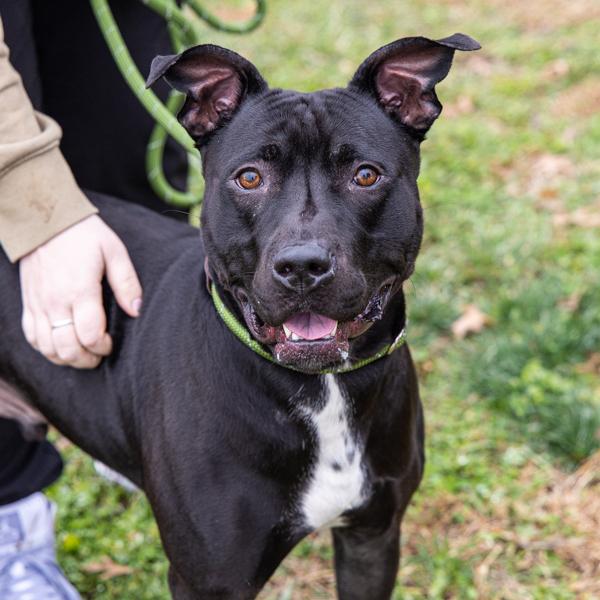 Dumble-Dug, a Adoptable mixed breed in Des Moines, IA image 4/6
