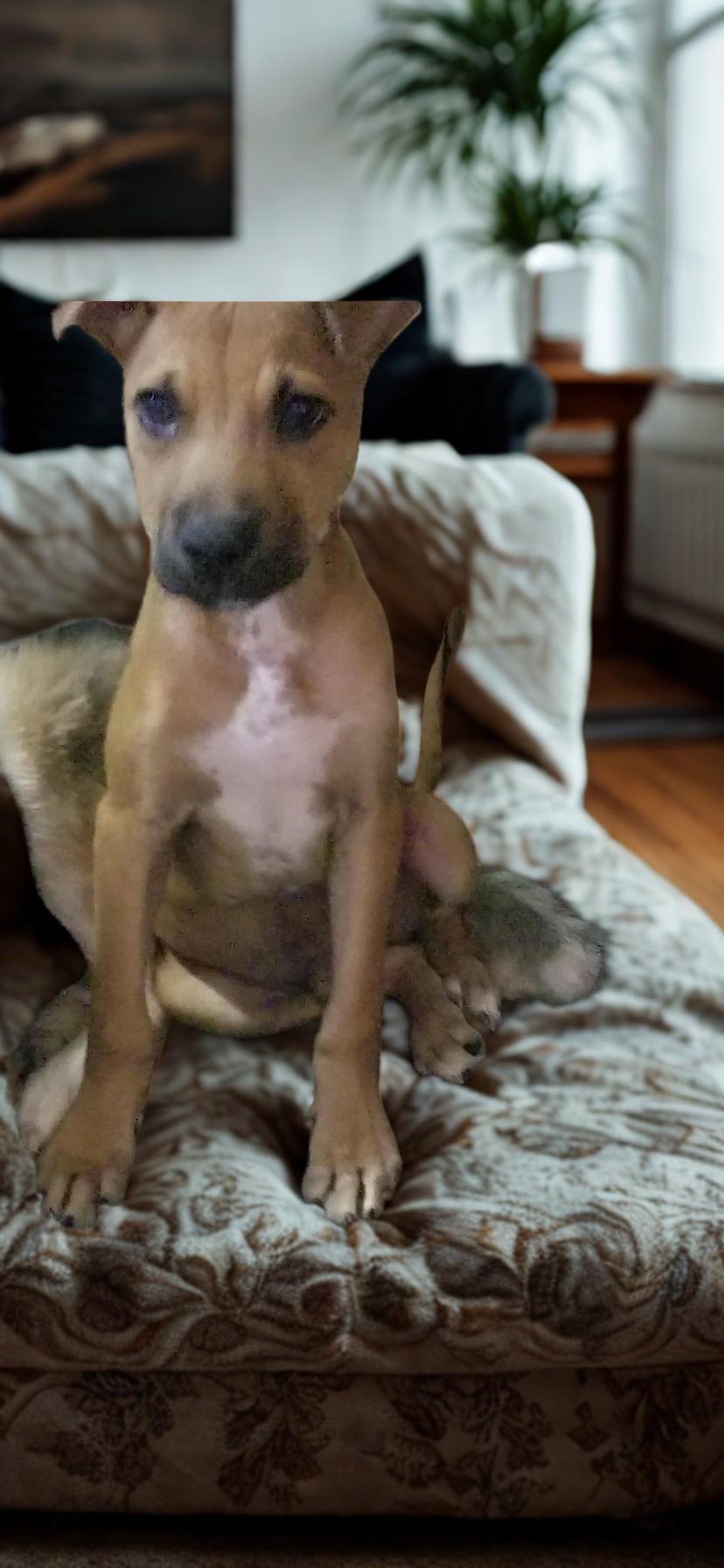 Randy, a Adoptable Mixed Breed in Oceanside, CA image 1/2