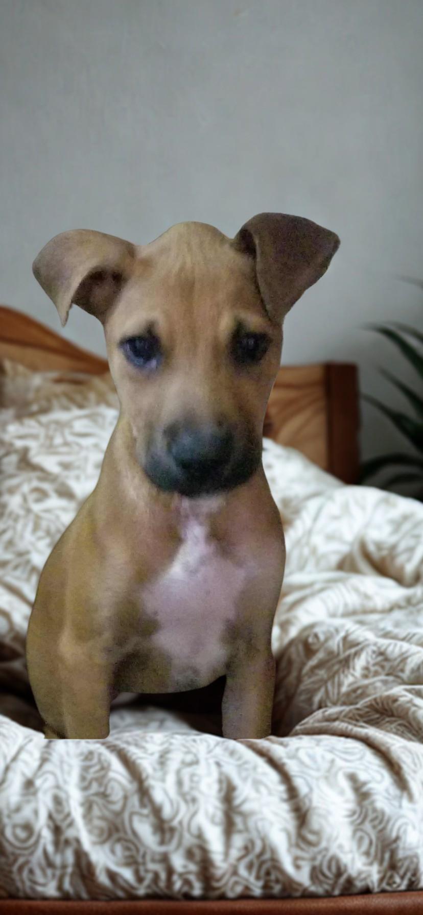 Randy, a Adoptable Mixed Breed in Oceanside, CA image 2/2