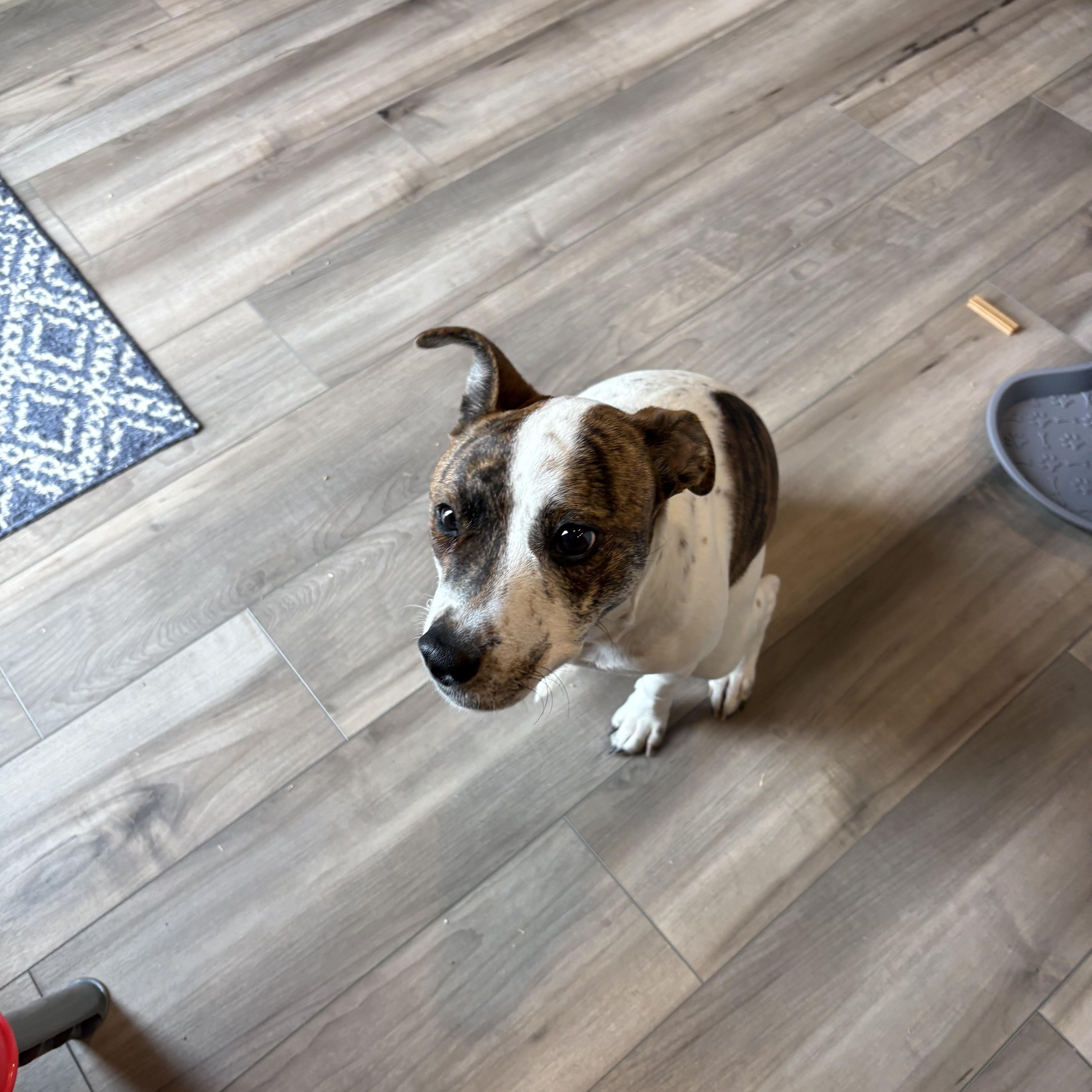 Enlarge Noodle, an adopted mixed breed in Grayson, GA image 1/4