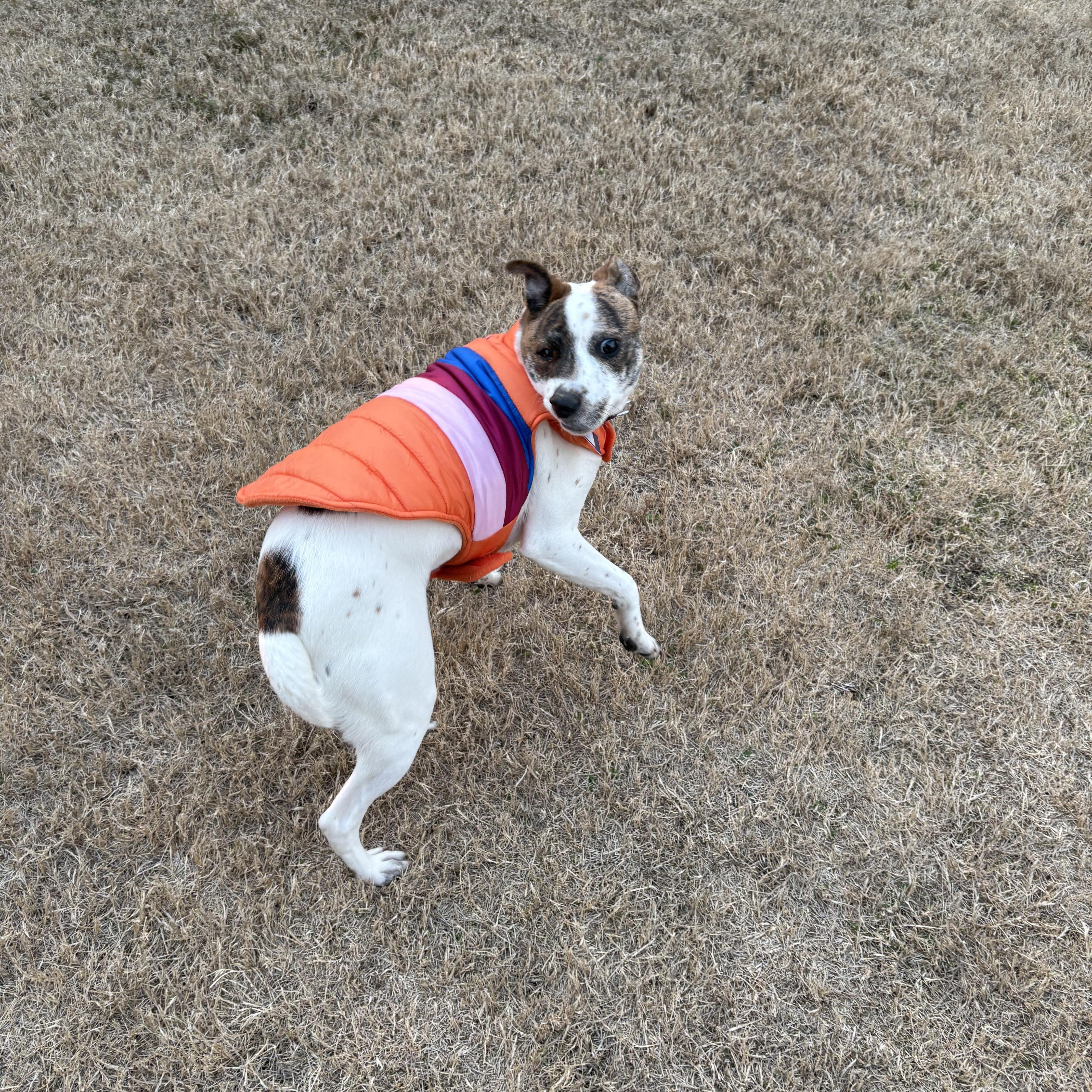 Enlarge Noodle, an adopted mixed breed in Grayson, GA image 2/4