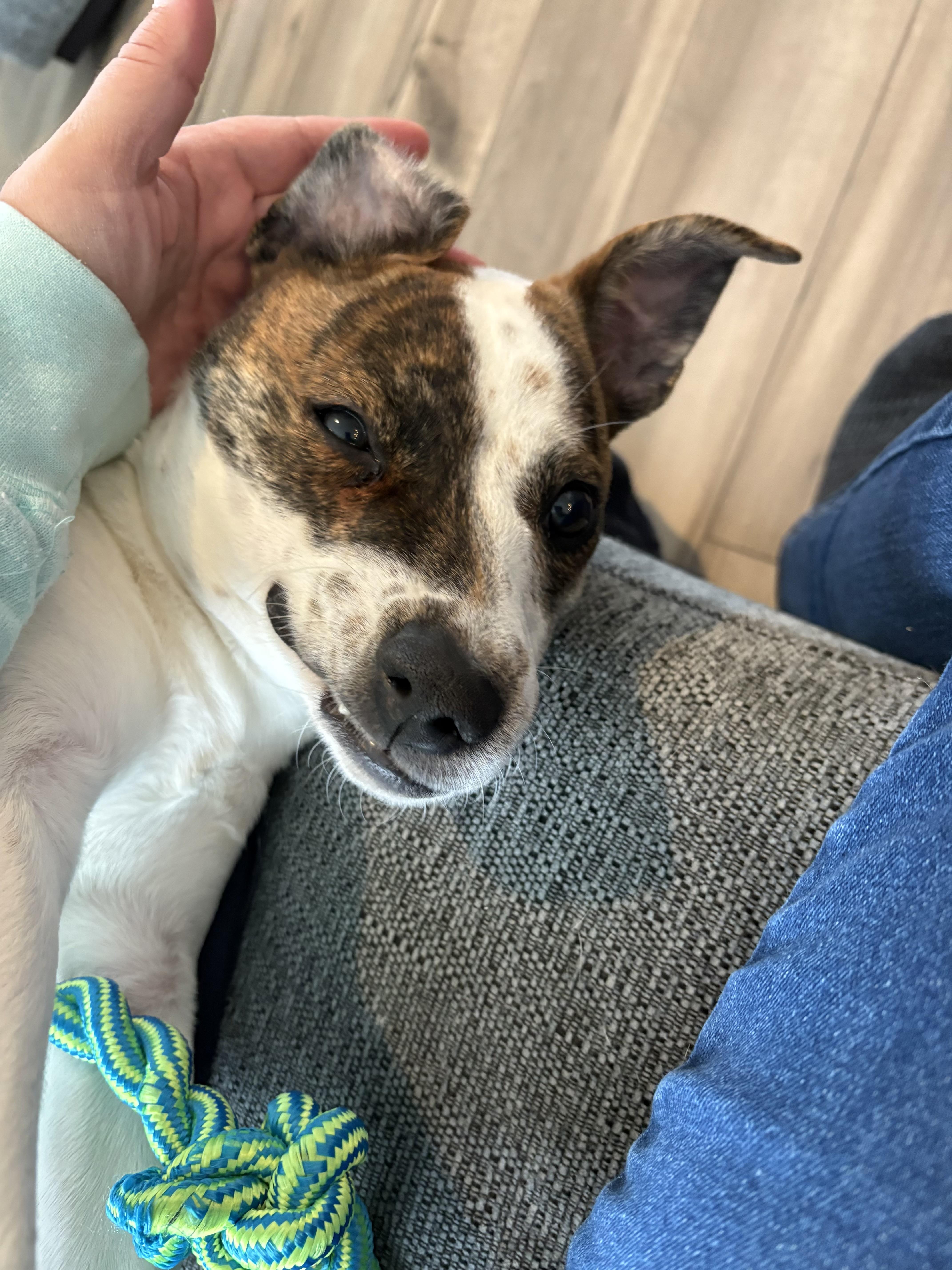 Enlarge Noodle, an adopted mixed breed in Grayson, GA image 3/4