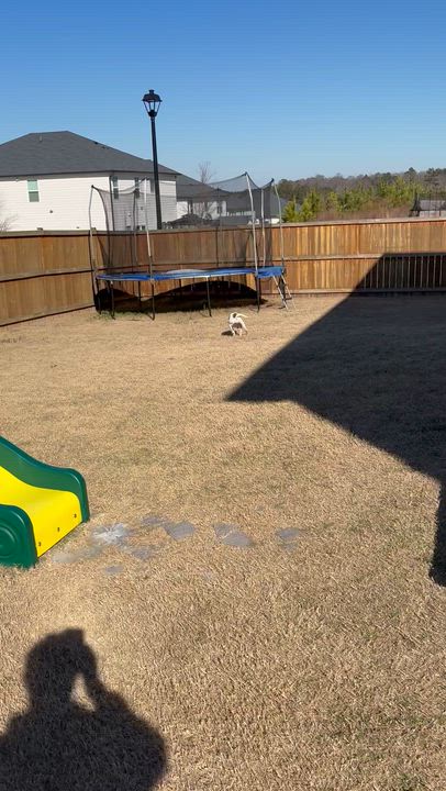 Enlarge Noodle, an adopted mixed breed in Grayson, GA video 4/4