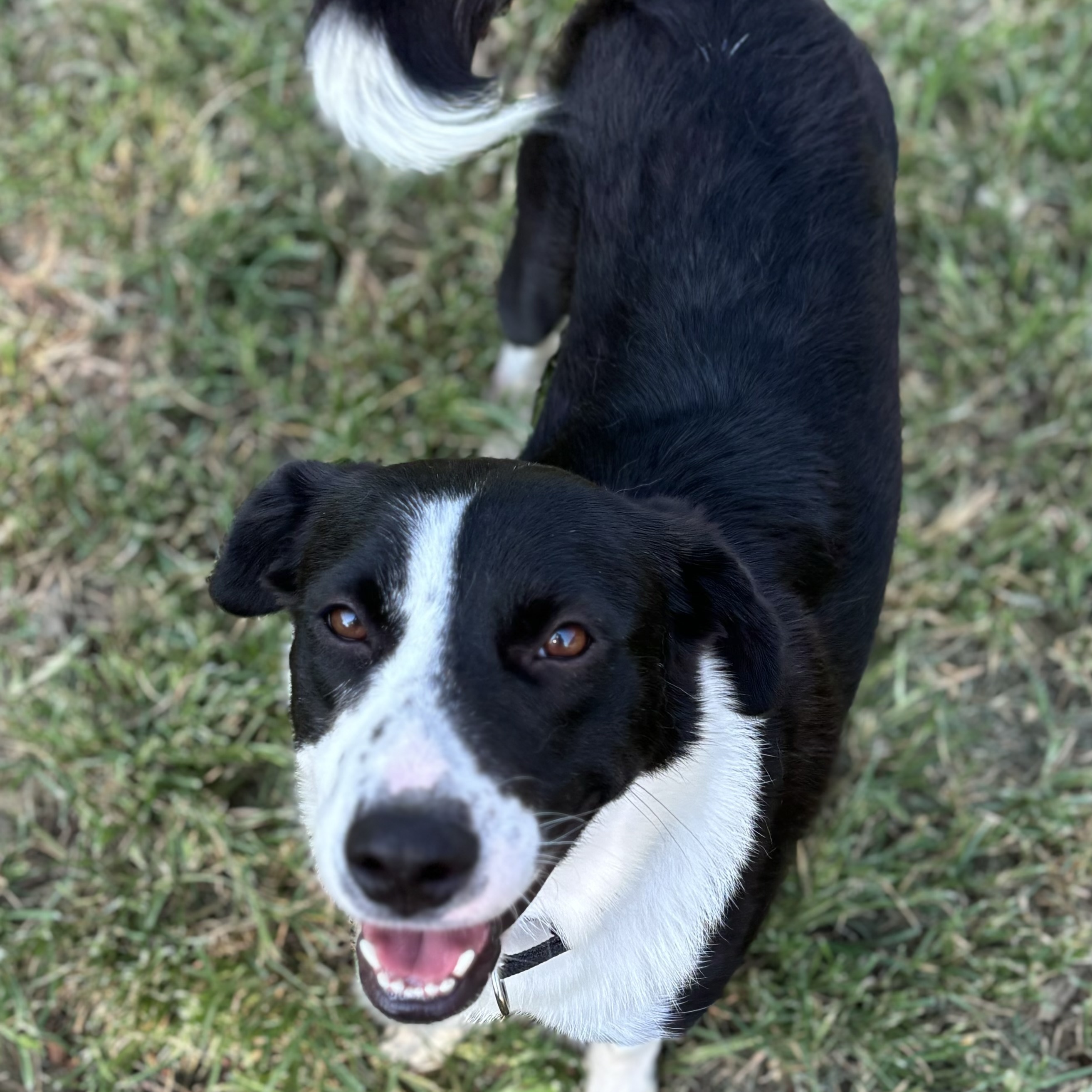 Dog for adoption Cari, a Border Collie in Houston, TX Petfinder