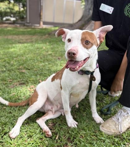 Petal, Adoptable, Adult Female Pit Bull Terrier & Mixed Breed.