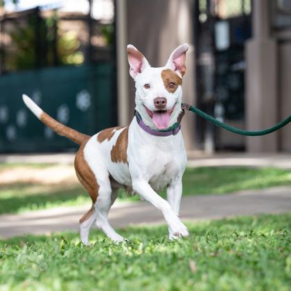 Enlarge Petal, a Adoptable mixed breed in Honolulu, HI image 2/3