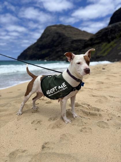 Enlarge Petal, a Adoptable mixed breed in Honolulu, HI image 3/3