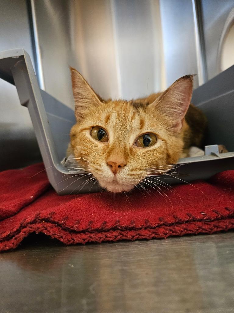 Lorelai, Adoptable, Young Female Domestic Short Hair.