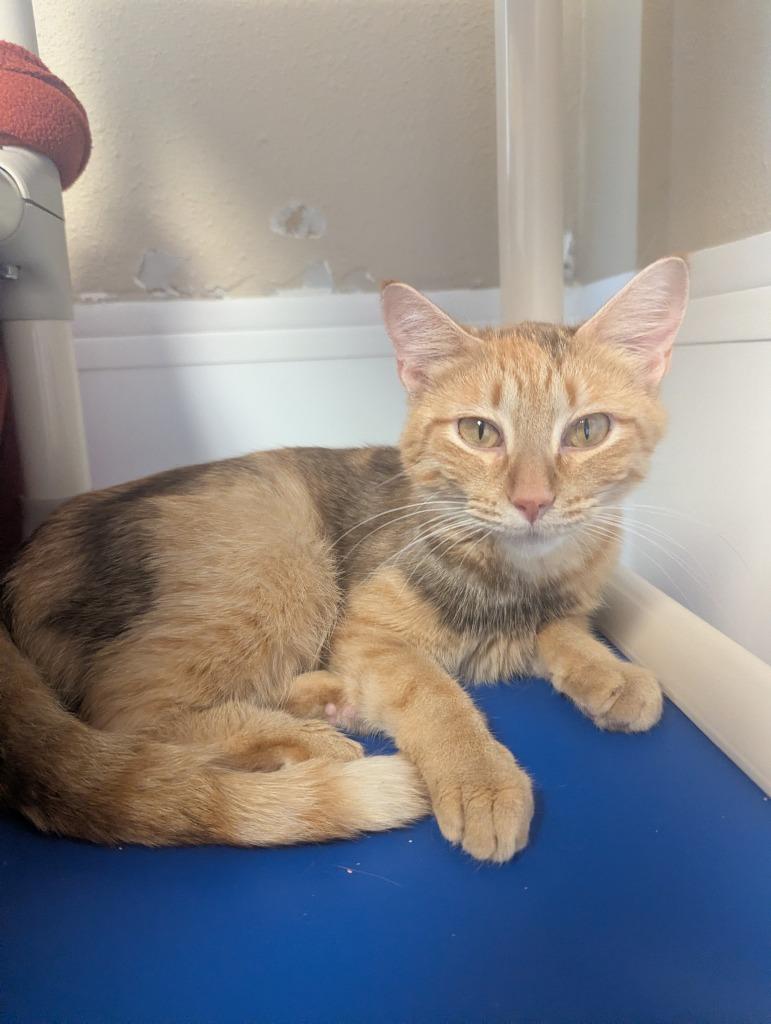 Lorelai, a Adoptable mixed breed in Barron, WI image 2/5